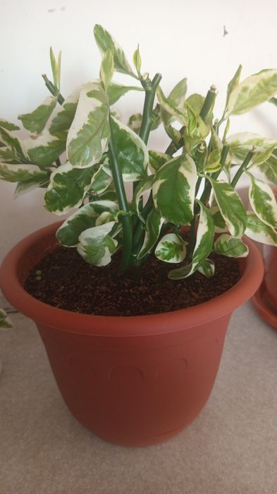 Продам комнатные растения