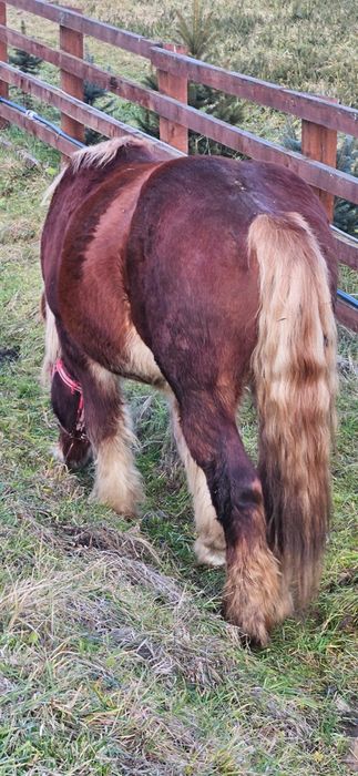 Vand Mânz 2 ani jumate