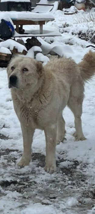 Ургашы төбет 3жасар