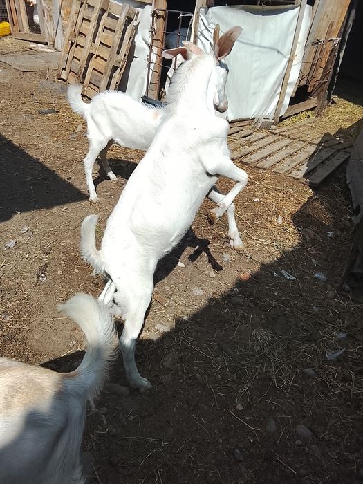Продам козликов на племя.