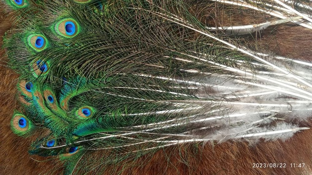 Продам перо павлина