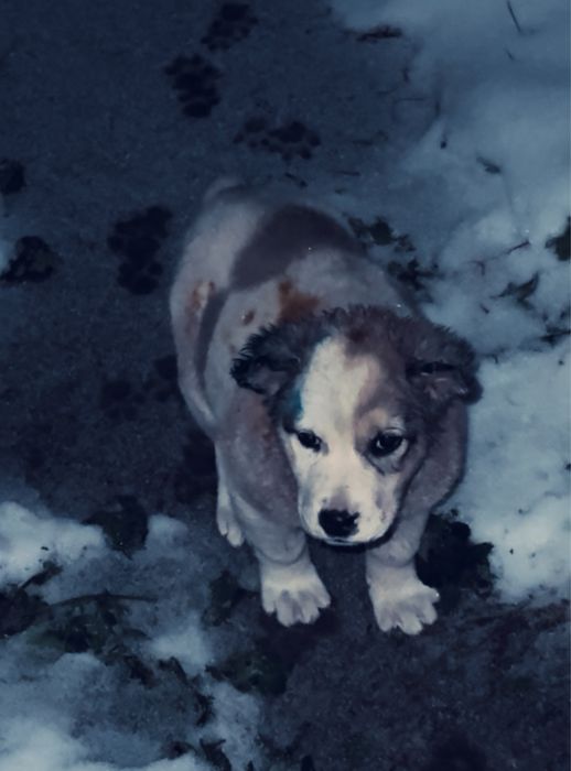 Продаю щенка тобет