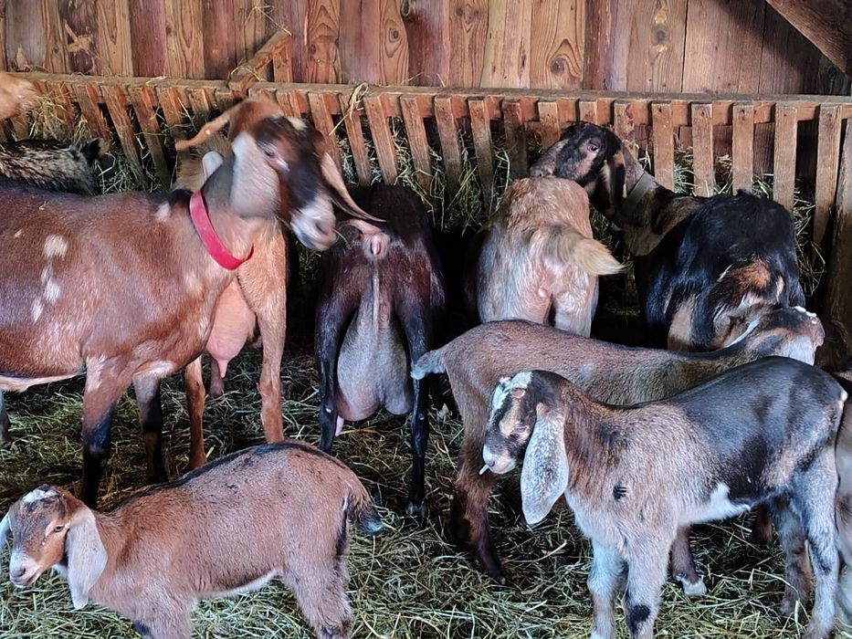 Iezi Anglo Nubian  masculi și femele
