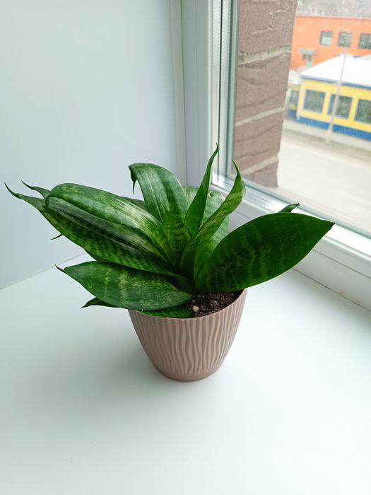 Продам комнатные растения