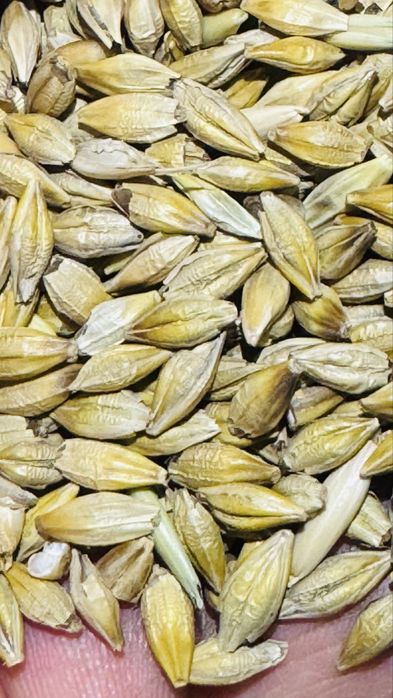 Ячмень семенной чистый