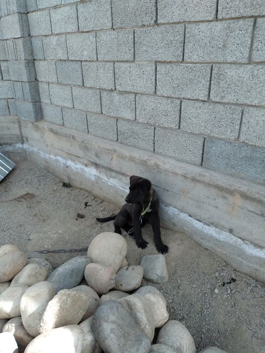 Собака, порода овчарка