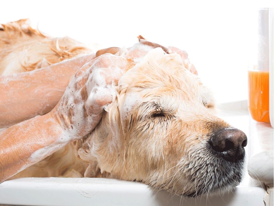 Груминг собак для дома и выставку