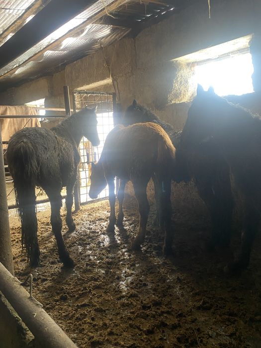 Бордақы 4 бас құнан шығарлар сатылады