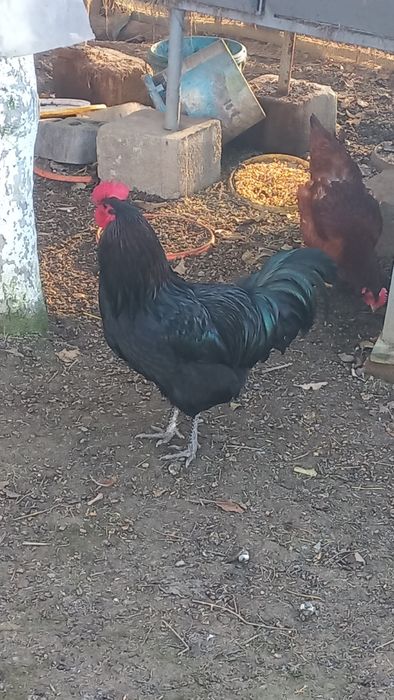 Vand Cocos Australop