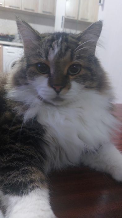 Потерялся кот  в районе Орбита