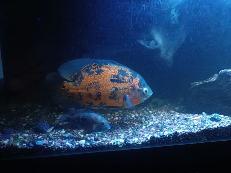 Аквариум  Jebo 300 литров