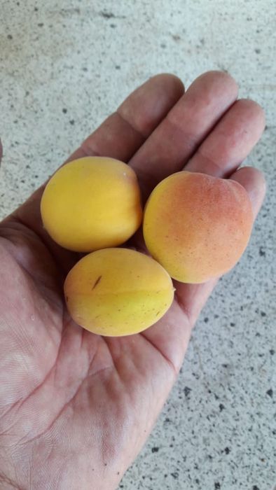 Большой дачный участок