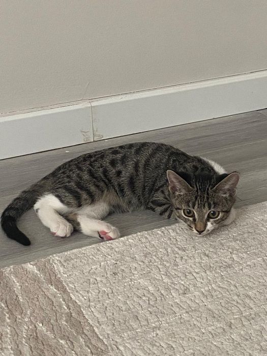 Кошка девочка 3 месяца