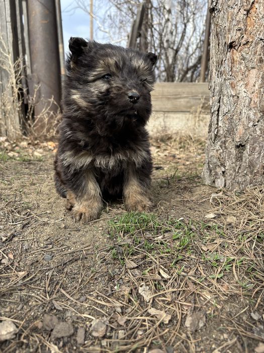 Щенки ( мальчики ) в добрые руки
