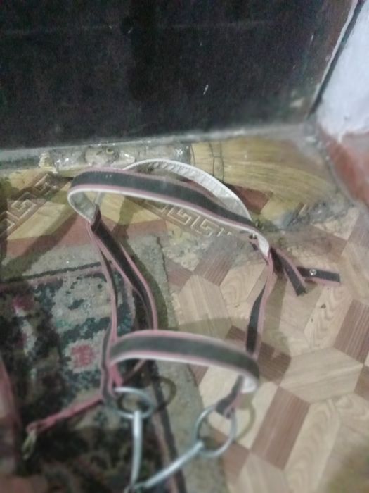 Ер-тоқым сатам асау ер