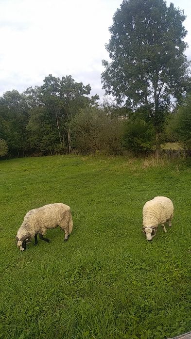 Se vând doi berbeci grași