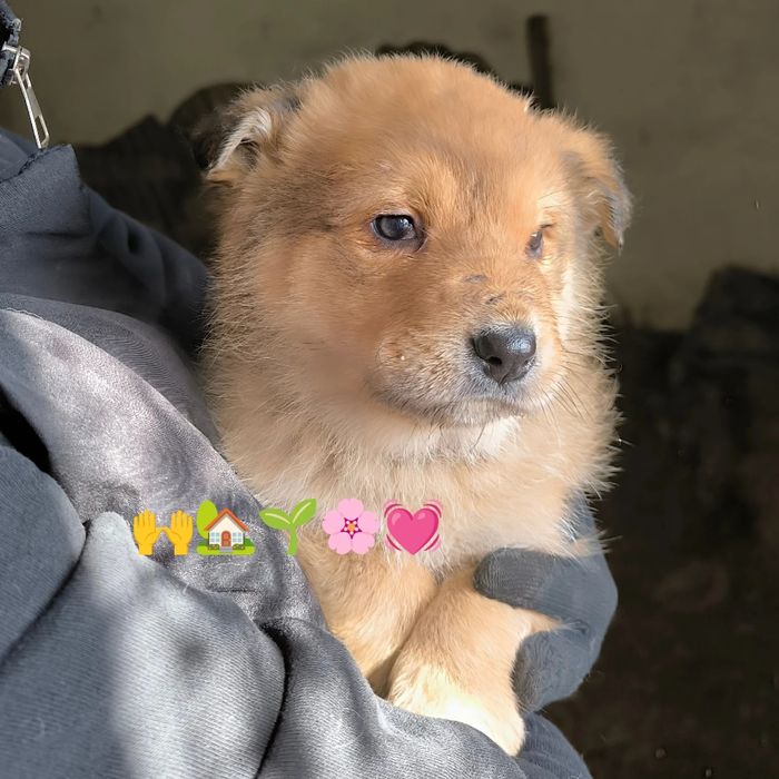 Щенки в добрые руки