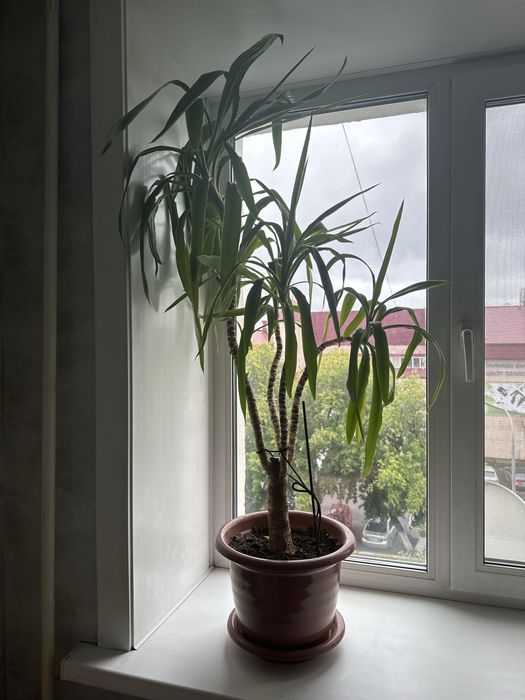 Комнатный цветок «Юкка»