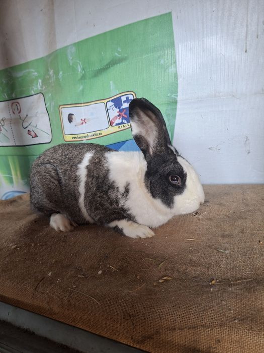 Mascul hycole francez