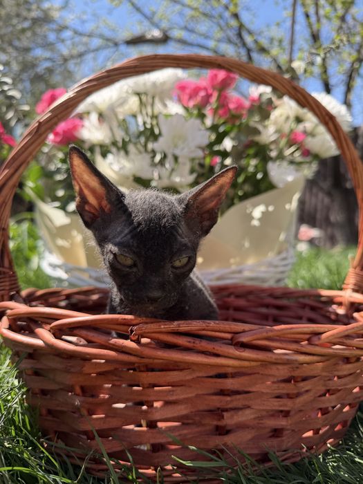 Канадский сфикс велюровый