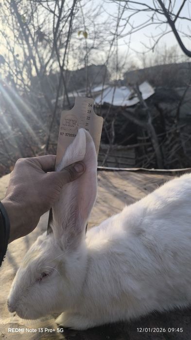 Flandr quyon sotiladi manzil Navoiy