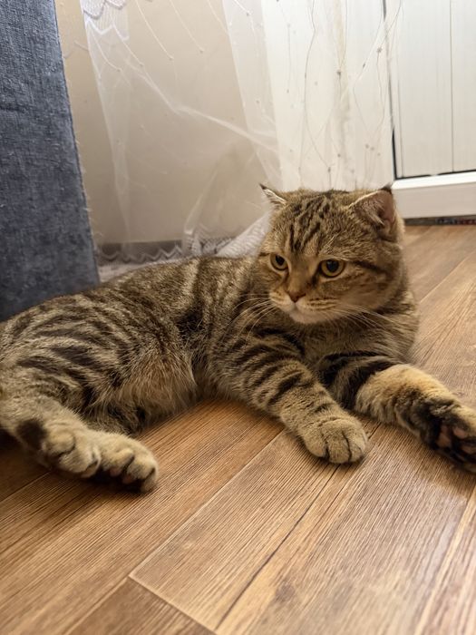 Кошка бесплатно.                    .