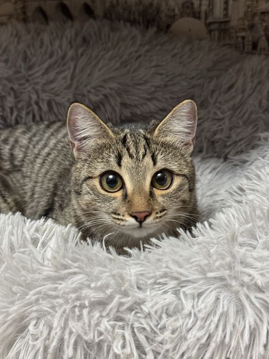 Котенок девочка