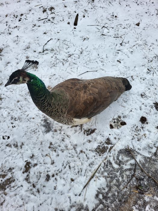 Vand 2 păunite si un păun