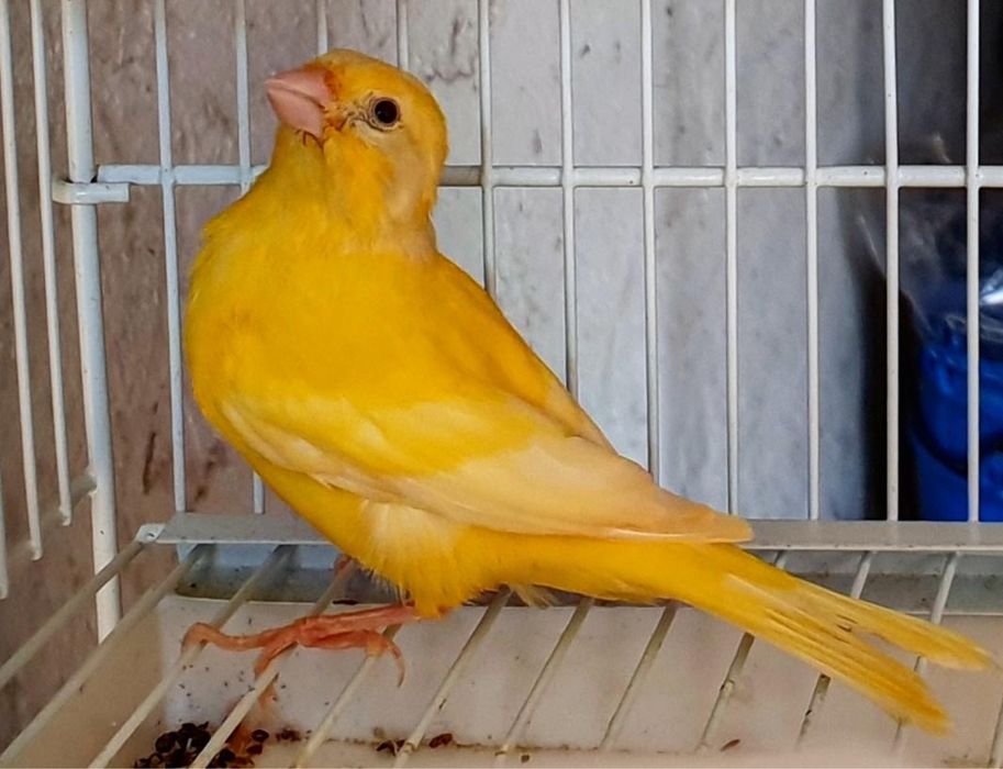 Vand canari si pasari tinere