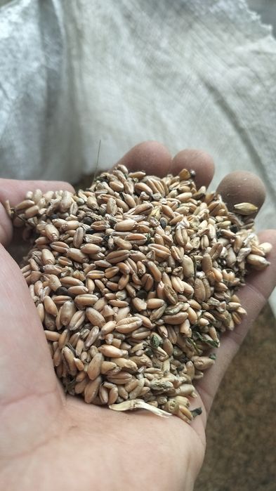 Пшеница на корм продажа
