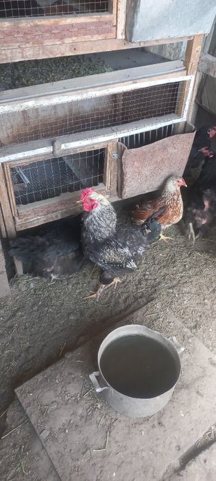 Цыплята с квочкой