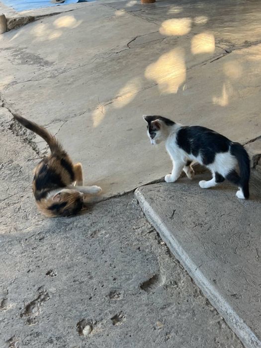 Милые котята в добрые руки
