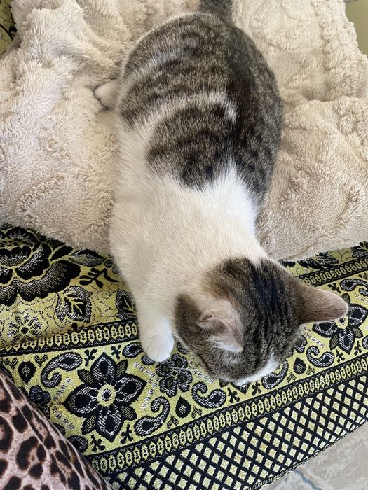 Мысық(кошка) …….