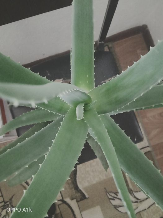 Личебной алоэ вера