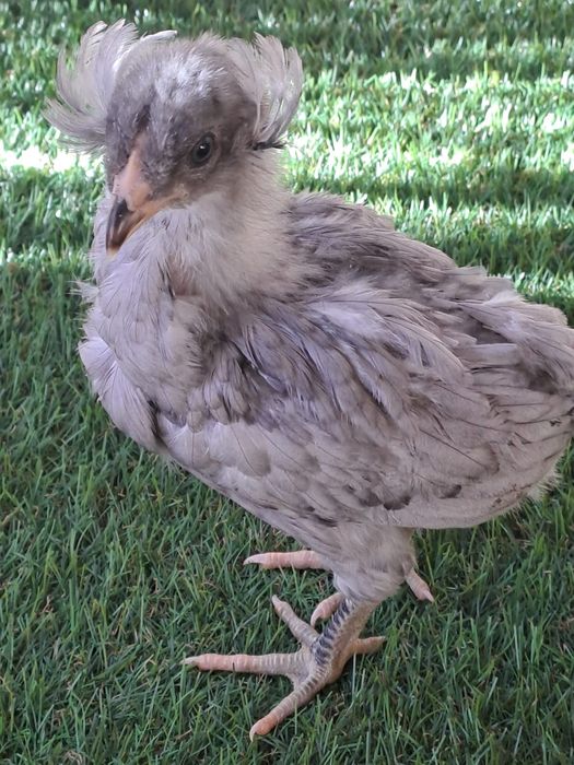 Vindem pui diferite  rase