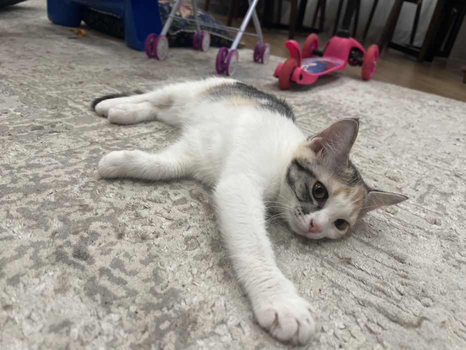 Котенок девочка