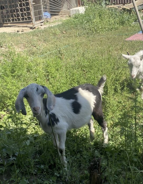 Козлята девочки