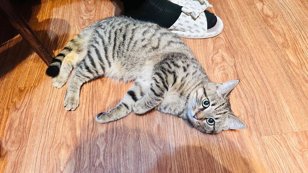 Отдам кошку в хорошие руки