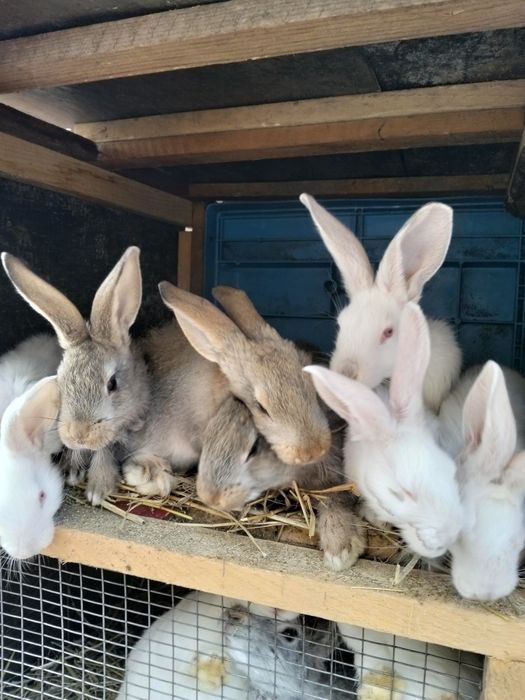 Iepuri de diferite vârste de vânzare.