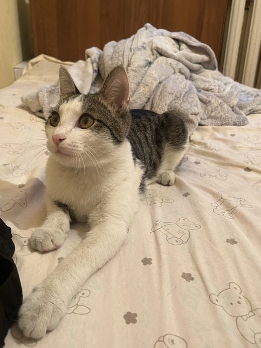 ПРОПАЛ КОТ, есть вознагрождение