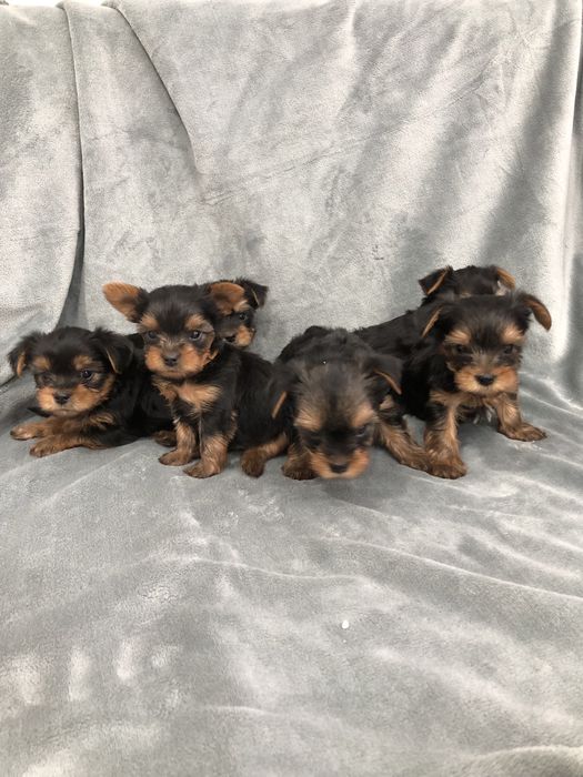 Щенки Йорка мальчики 2 месяца