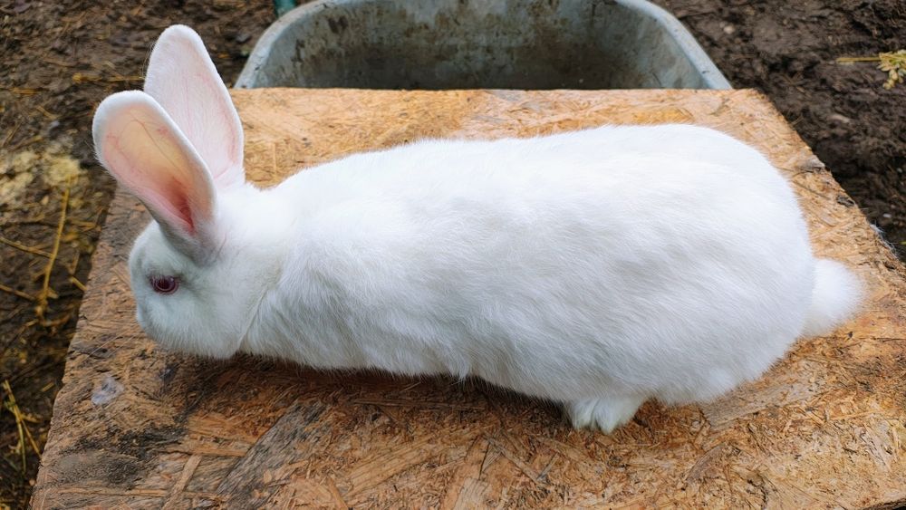 Iepuri Panon - Femele