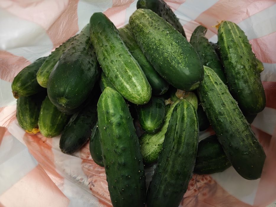 Продам домашние огурцы, помидоры
