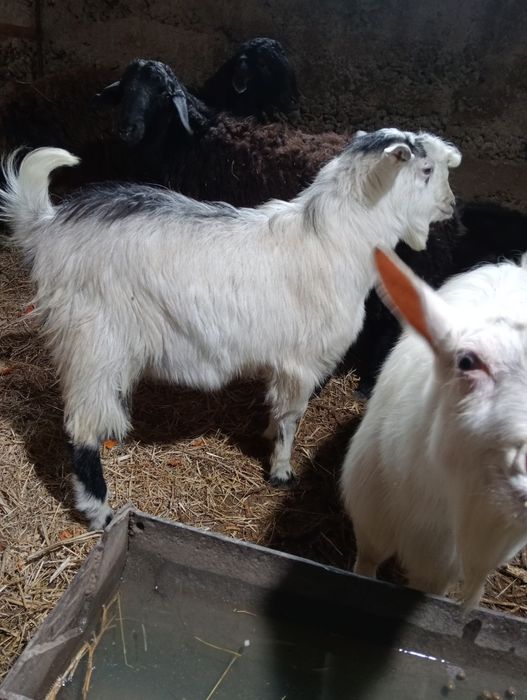 Казел и каза откормленные