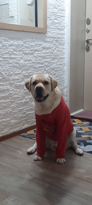 Вязка Лабладор Ретривер