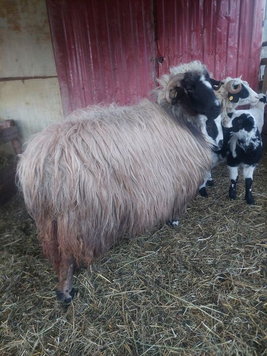 Vând două oi tinere