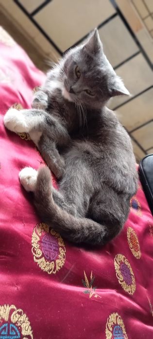 Shatladskiy Shinshela mushugi