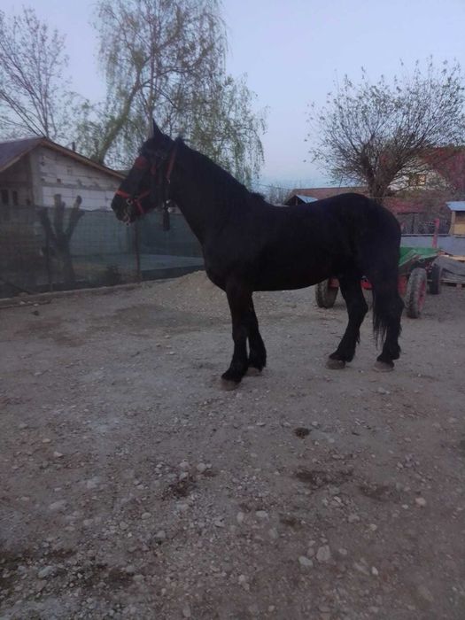 Vand cal castrat