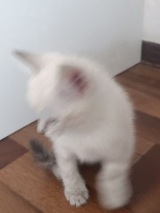 сиамские котятаа