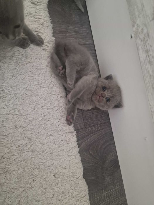 Шотландски клепоухи